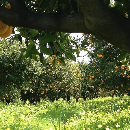 Agroturismo Apricot Policoro