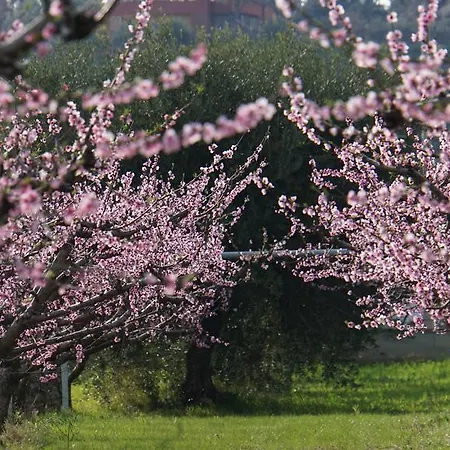 Apricot
