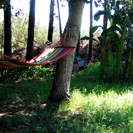 Apricot * פוליקורו