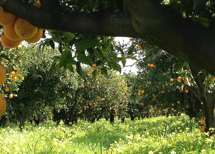 בית חווה Apricot פוליקורו