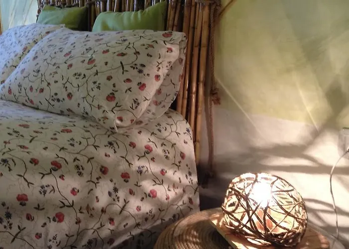 Apricot פוליקורו