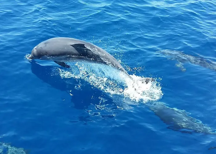 Apricot בית חווה *