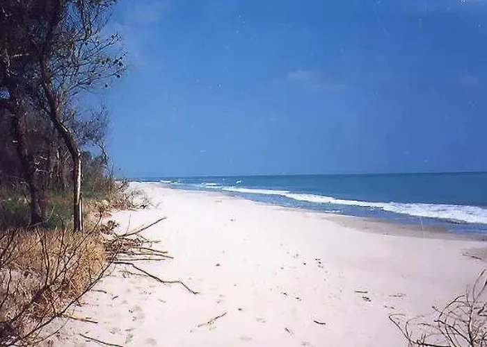 Apricot * פוליקורו